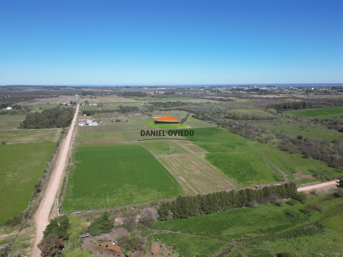 Chacra ID.255/Excelente-oportunidad-antigua-Bodega-y-viñedos-en-venta-en-Carmelo. - Excelente oportunidad antigua Bodega y viñedos en venta en Carmelo.