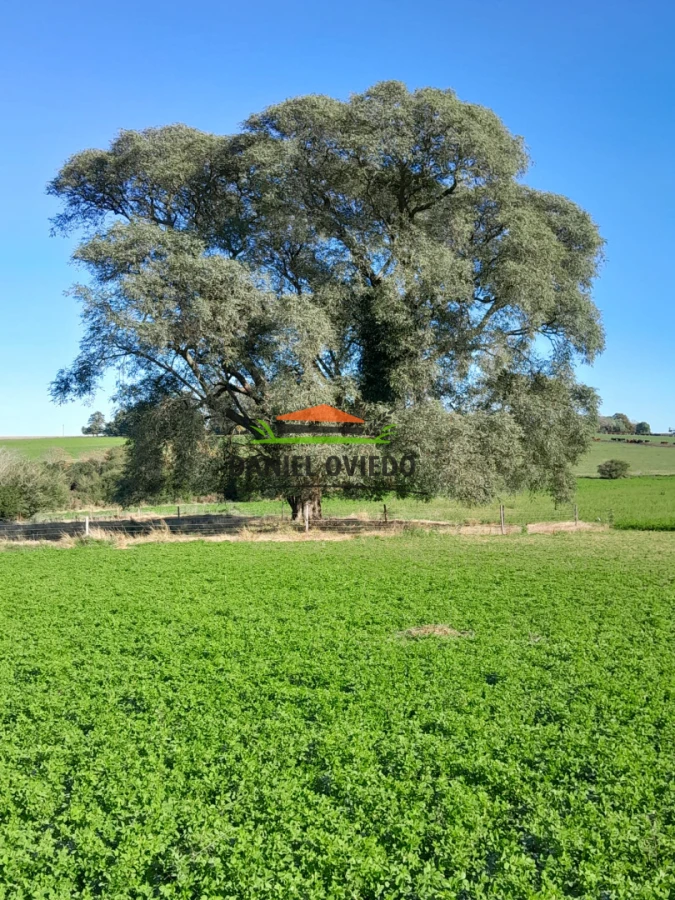 Chacra ID.385/Chacra-de-5-hect - Chacra de 5 hectáreas con casa y excelente ubicación cerca de Santa Regina