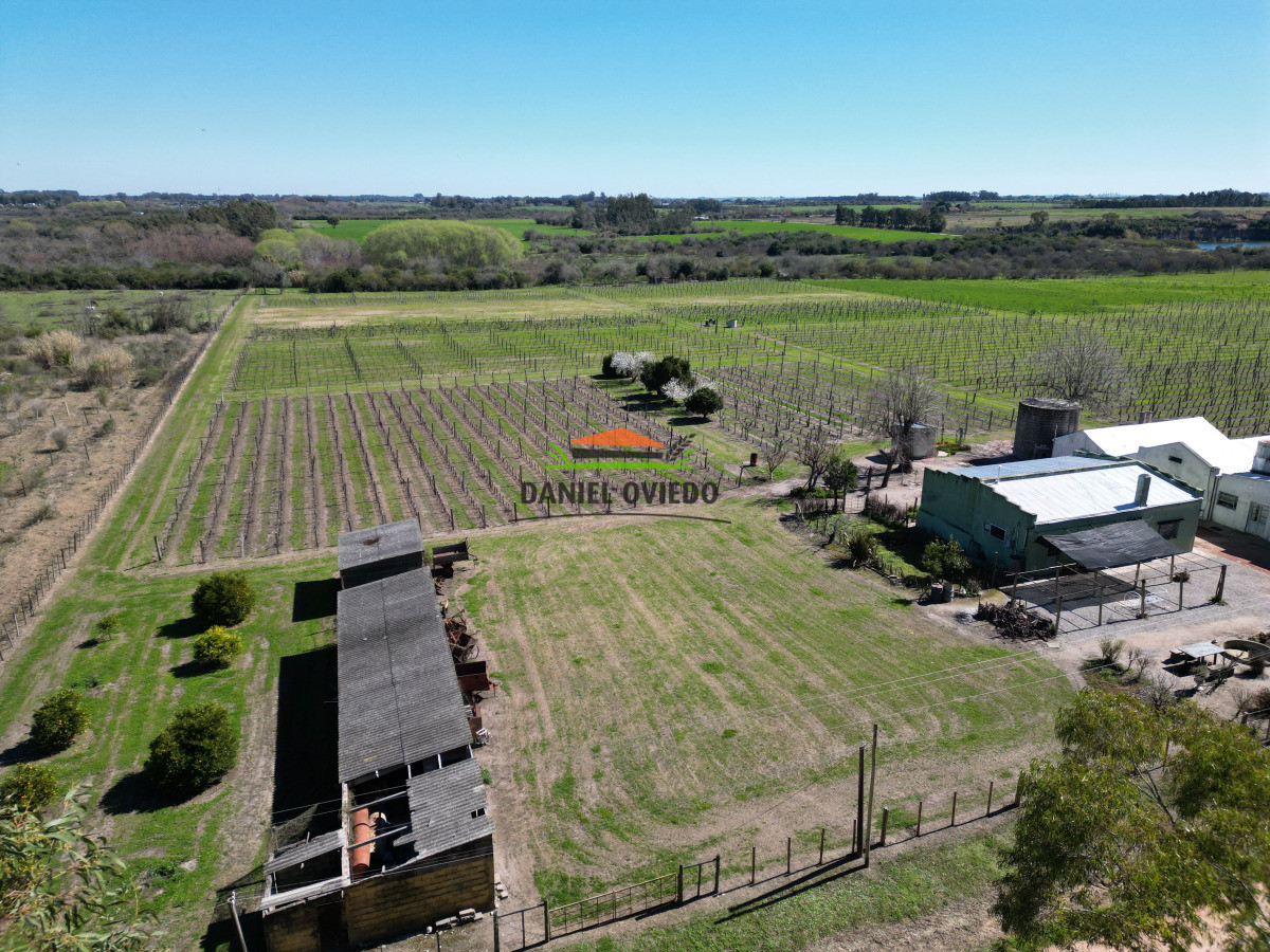 Chacra ID.255/Excelente-oportunidad-antigua-Bodega-y-viñedos-en-venta-en-Carmelo. - Excelente oportunidad antigua Bodega y viñedos en venta en Carmelo.