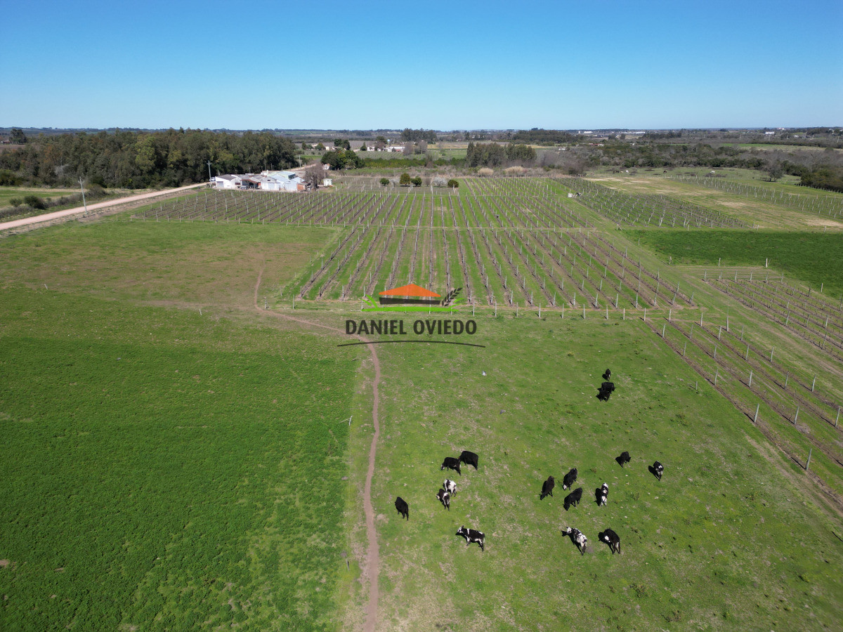 Chacra ID.255/Excelente-oportunidad-antigua-Bodega-y-viñedos-en-venta-en-Carmelo. - Excelente oportunidad antigua Bodega y viñedos en venta en Carmelo.
