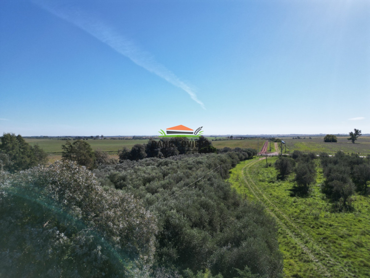 Chacra ID.382/Chacra-ideal-para-vivir-y-disfrutar-de-la-naturaleza-con-casa,-olivos-y-5-has-en-venta,-Carmelo. - Chacra ideal para vivir y disfrutar de la naturaleza con casa, olivos y 5 has en venta, Carmelo.