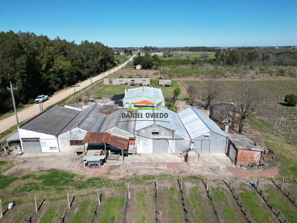 Chacra ID.255/Excelente-oportunidad-antigua-Bodega-y-viñedos-en-venta-en-Carmelo. - Excelente oportunidad antigua Bodega y viñedos en venta en Carmelo.