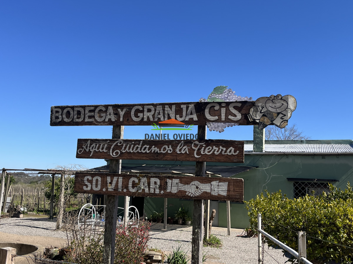Chacra ID.255/Excelente-oportunidad-antigua-Bodega-y-viñedos-en-venta-en-Carmelo. - Excelente oportunidad antigua Bodega y viñedos en venta en Carmelo.