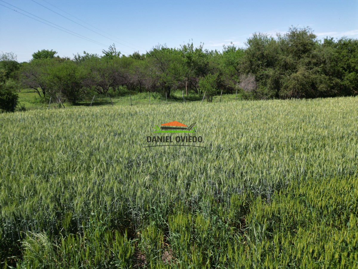 Chacra ID.167 - Excelente Chacra de 15 hás  en venta a 10 km de Carmelo.
