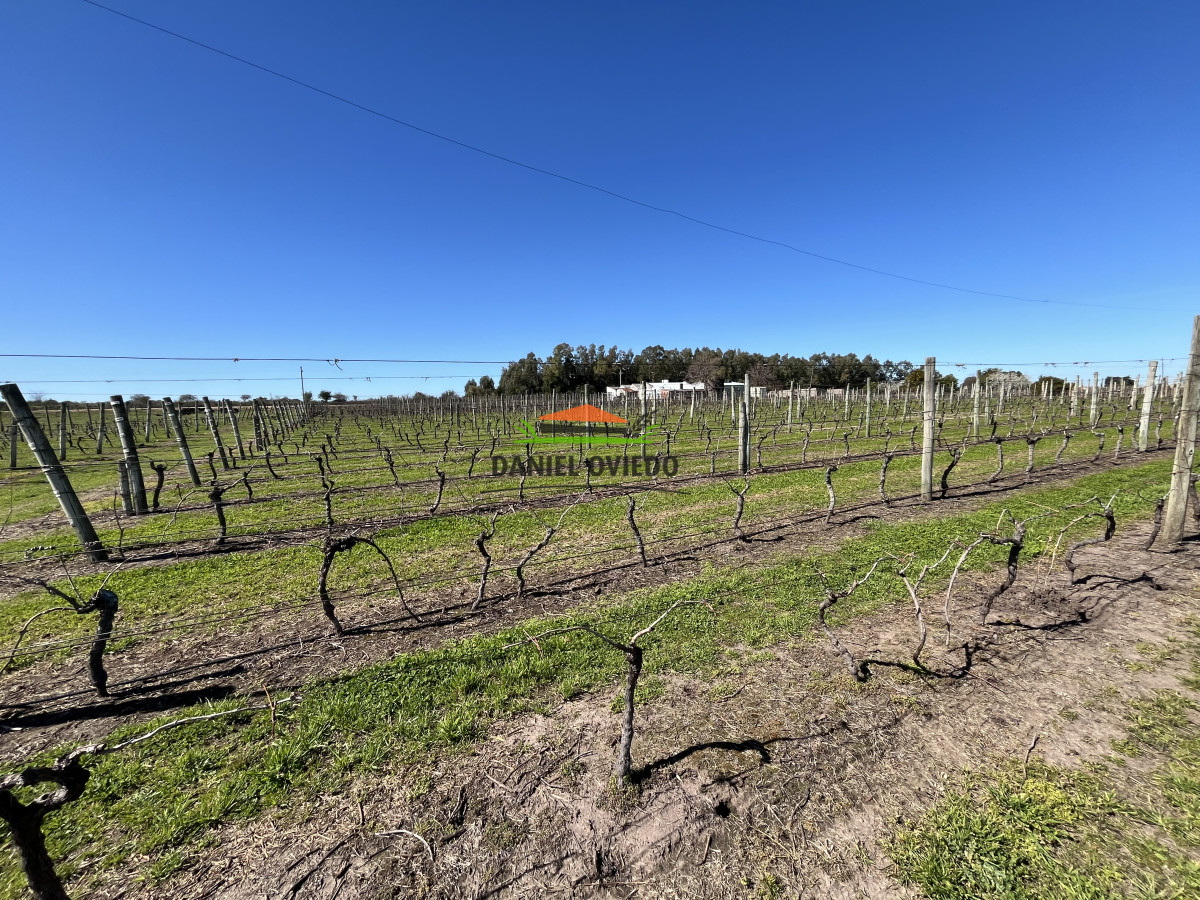 Chacra ID.255/Excelente-oportunidad-antigua-Bodega-y-viñedos-en-venta-en-Carmelo. - Excelente oportunidad antigua Bodega y viñedos en venta en Carmelo.