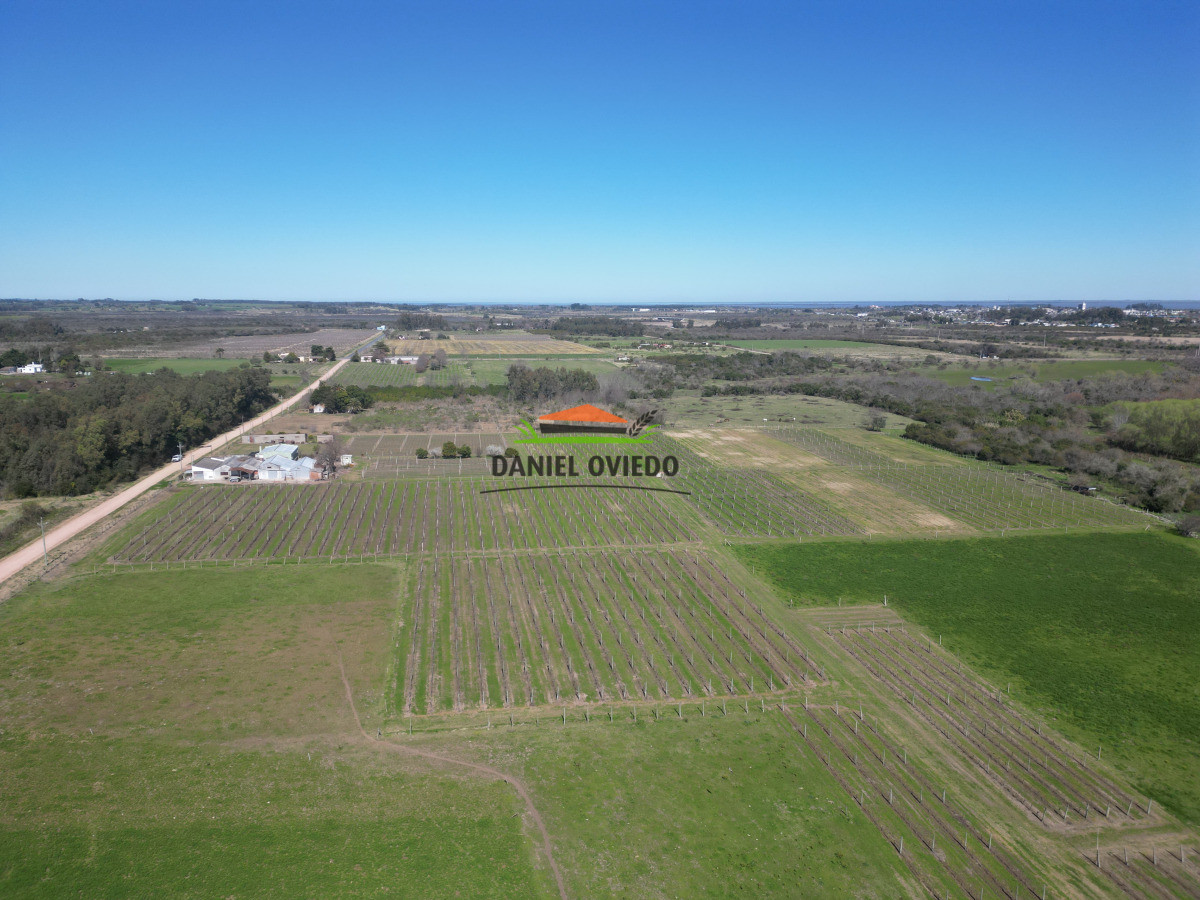 Chacra ID.255/Excelente-oportunidad-antigua-Bodega-y-viñedos-en-venta-en-Carmelo. - Excelente oportunidad antigua Bodega y viñedos en venta en Carmelo.