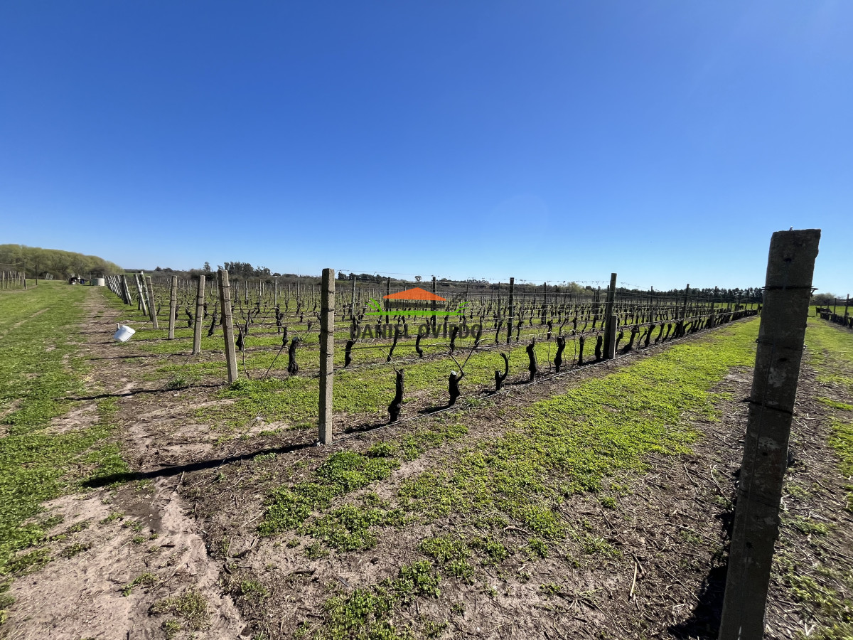 Chacra ID.255/Excelente-oportunidad-antigua-Bodega-y-viñedos-en-venta-en-Carmelo. - Excelente oportunidad antigua Bodega y viñedos en venta en Carmelo.