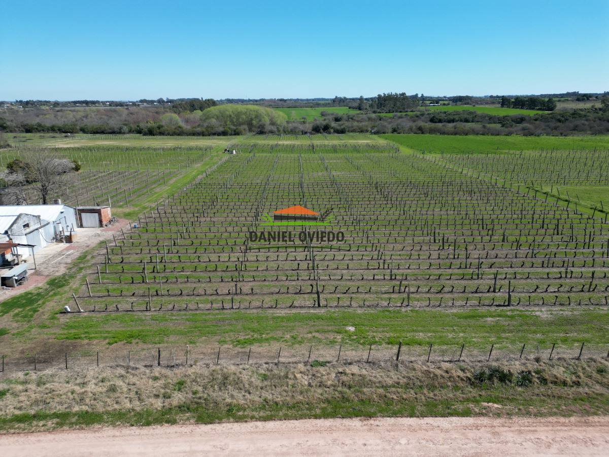 Chacra ID.255/Excelente-oportunidad-antigua-Bodega-y-viñedos-en-venta-en-Carmelo. - Excelente oportunidad antigua Bodega y viñedos en venta en Carmelo.