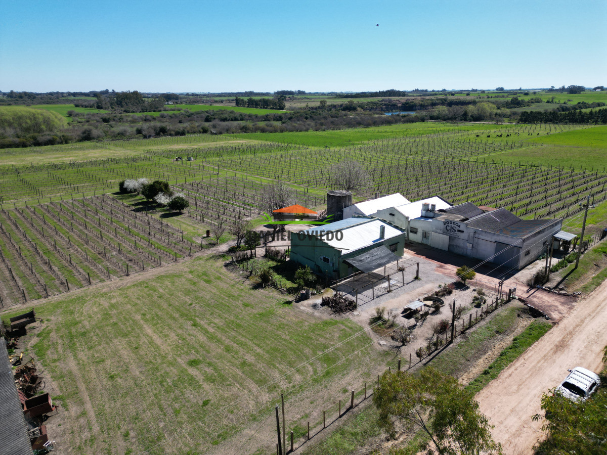 Chacra ID.255/Excelente-oportunidad-antigua-Bodega-y-viñedos-en-venta-en-Carmelo. - Excelente oportunidad antigua Bodega y viñedos en venta en Carmelo.