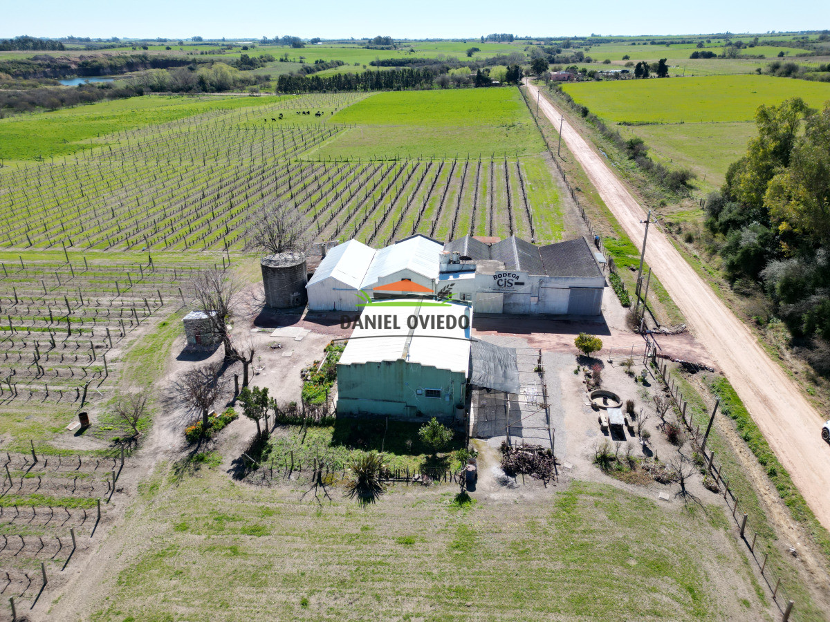 Chacra ID.255/Excelente-oportunidad-antigua-Bodega-y-viñedos-en-venta-en-Carmelo. - Excelente oportunidad antigua Bodega y viñedos en venta en Carmelo.