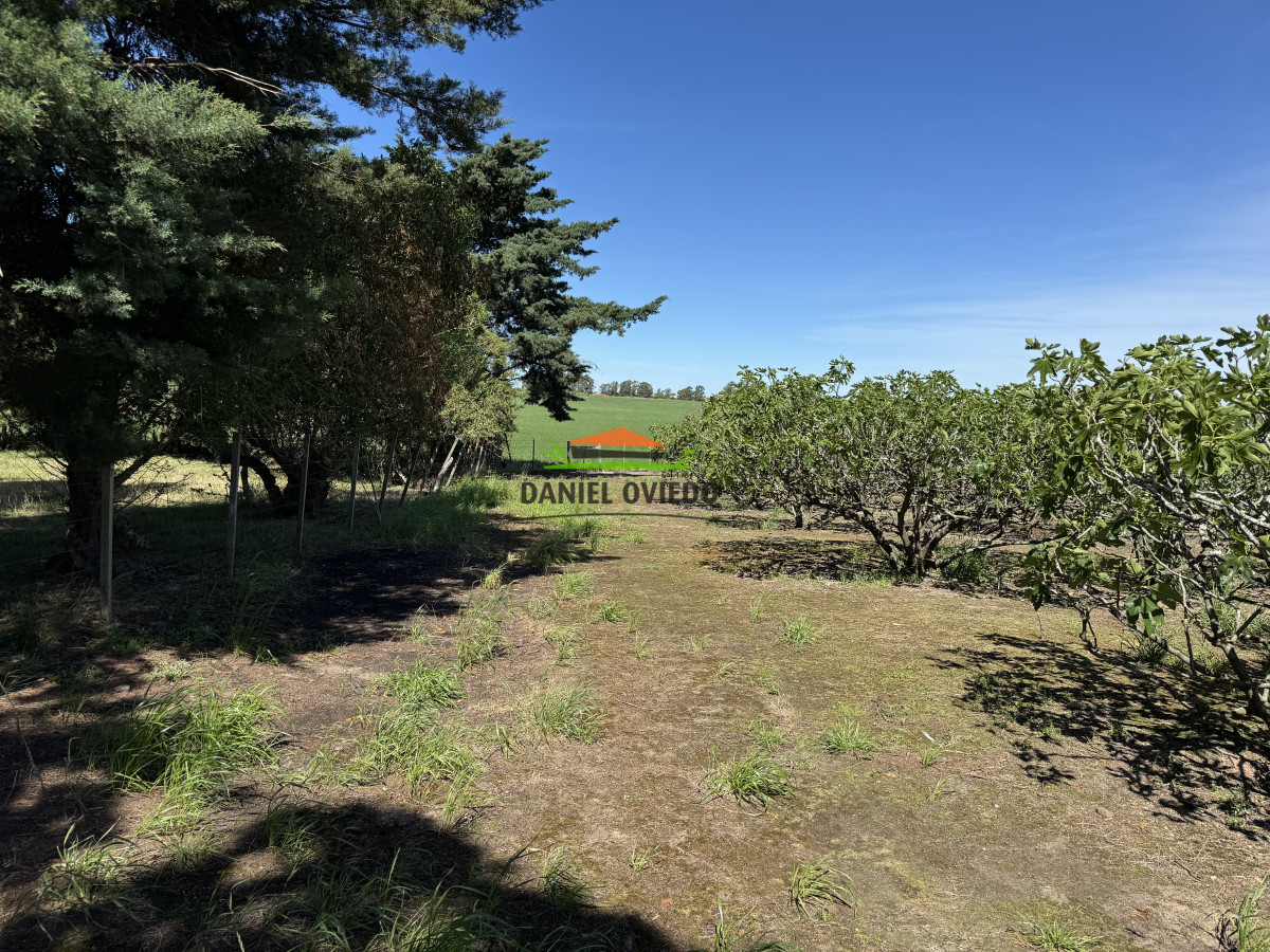 Chacra ID.272/Chacra-de-1,3-Has-con-plantación-de-higueras---Cerca-de-Nueva-Helvecia - Chacra de 1,3 Has con plantación de higueras - Cerca de Nueva Helvecia