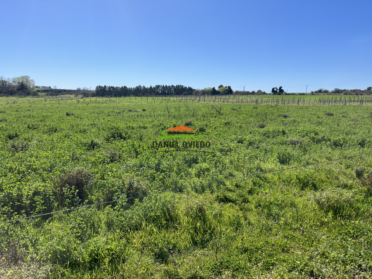 Chacra ID.255/Excelente-oportunidad-antigua-Bodega-y-viñedos-en-venta-en-Carmelo. - Excelente oportunidad antigua Bodega y viñedos en venta en Carmelo.