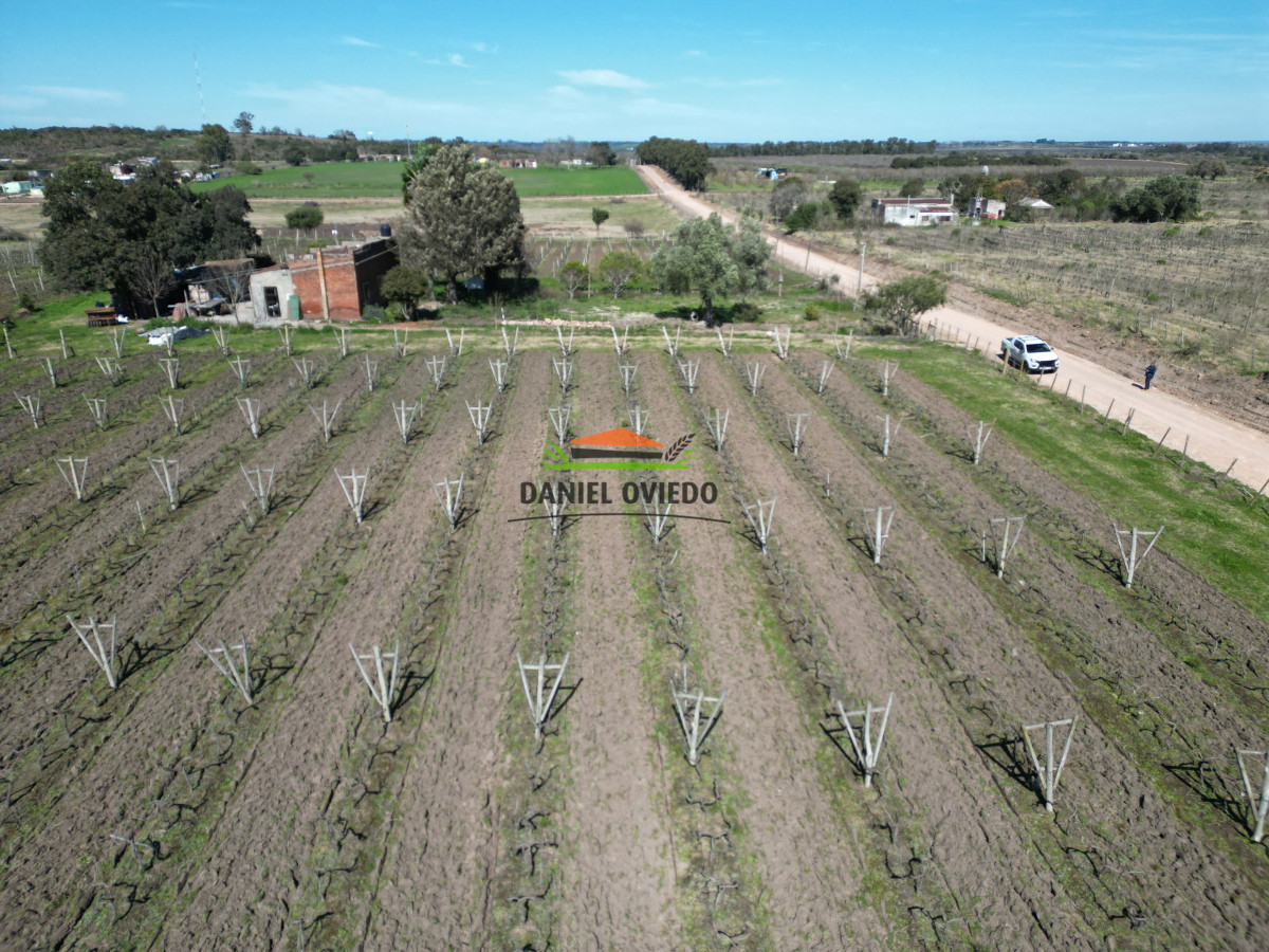 Chacra ID.139 - Excelente chacra en venta en Carmelo, con viñedos y casa antigua.