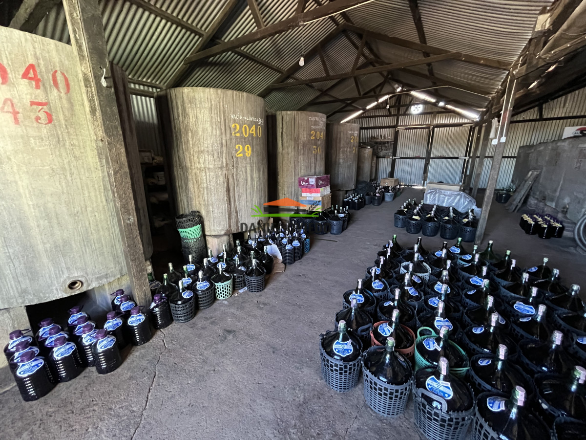 Chacra ID.255/Excelente-oportunidad-antigua-Bodega-y-viñedos-en-venta-en-Carmelo. - Excelente oportunidad antigua Bodega y viñedos en venta en Carmelo.