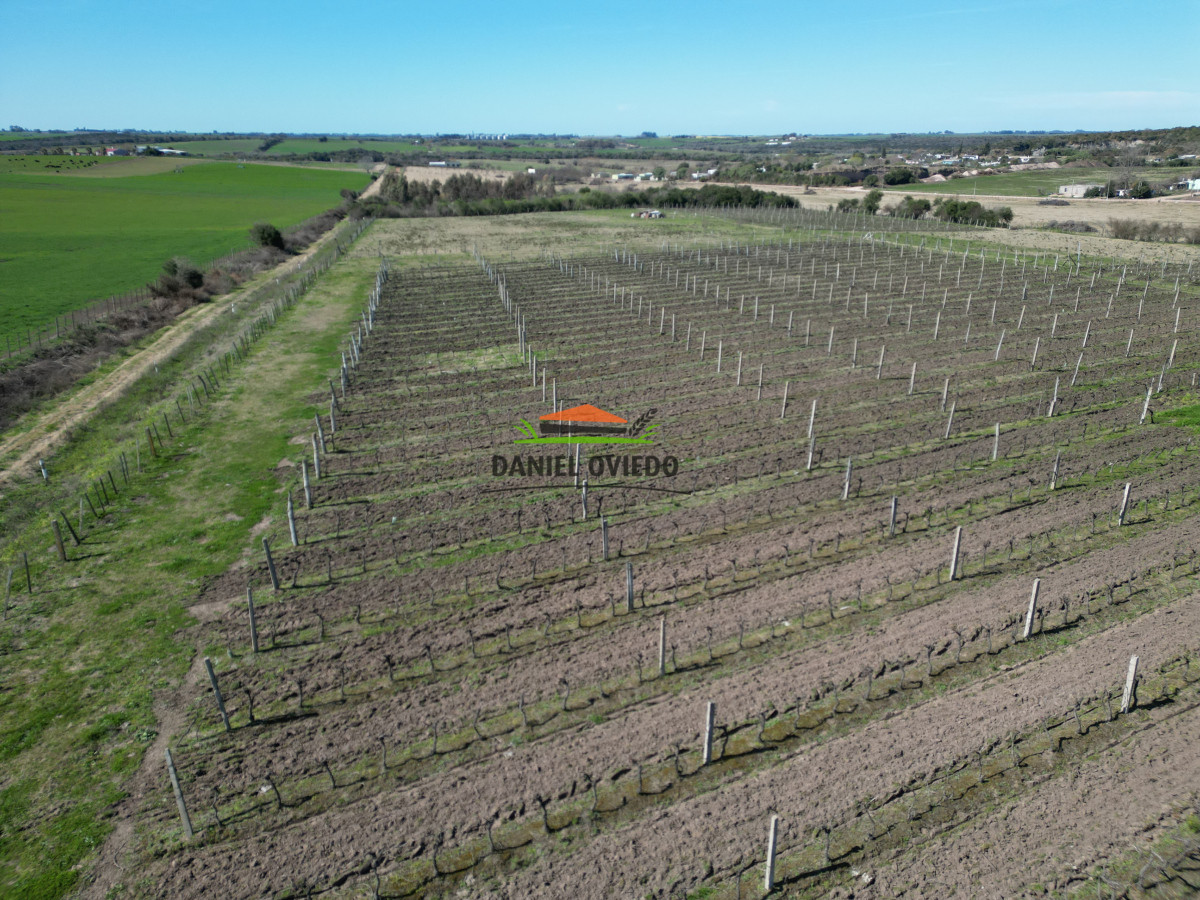 Chacra ID.139 - Excelente chacra en venta en Carmelo, con viñedos y casa antigua.
