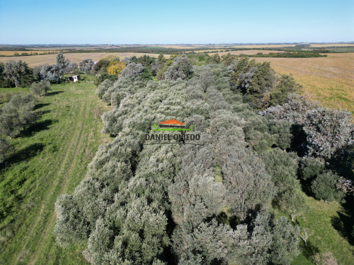 Chacra ID.382/Chacra-ideal-para-vivir-y-disfrutar-de-la-naturaleza-con-casa,-olivos-y-5-has-en-venta,-Carmelo. - Chacra ideal para vivir y disfrutar de la naturaleza con casa, olivos y 5 has en venta, Carmelo.