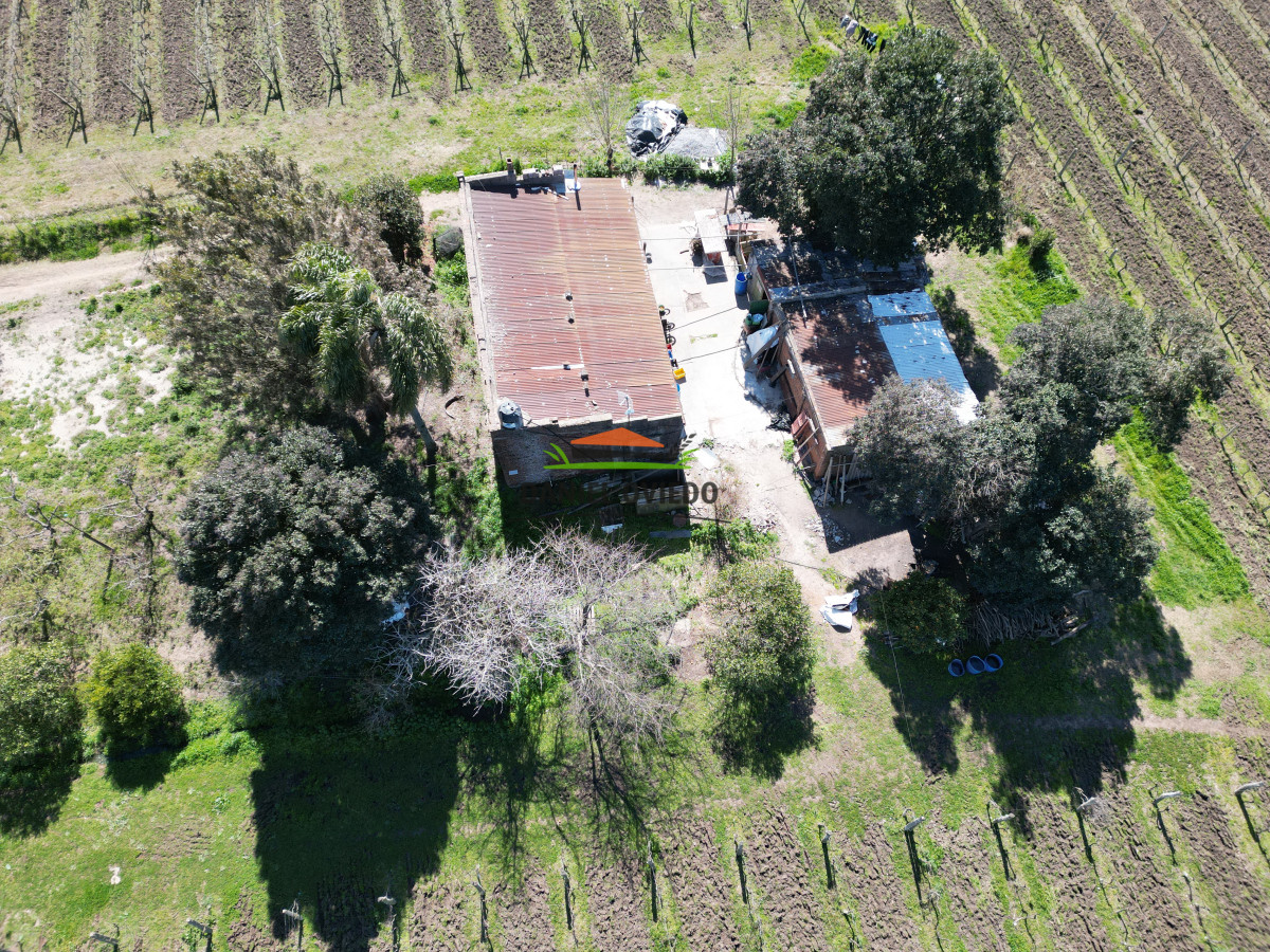 Chacra ID.139 - Excelente chacra en venta en Carmelo, con viñedos y casa antigua.