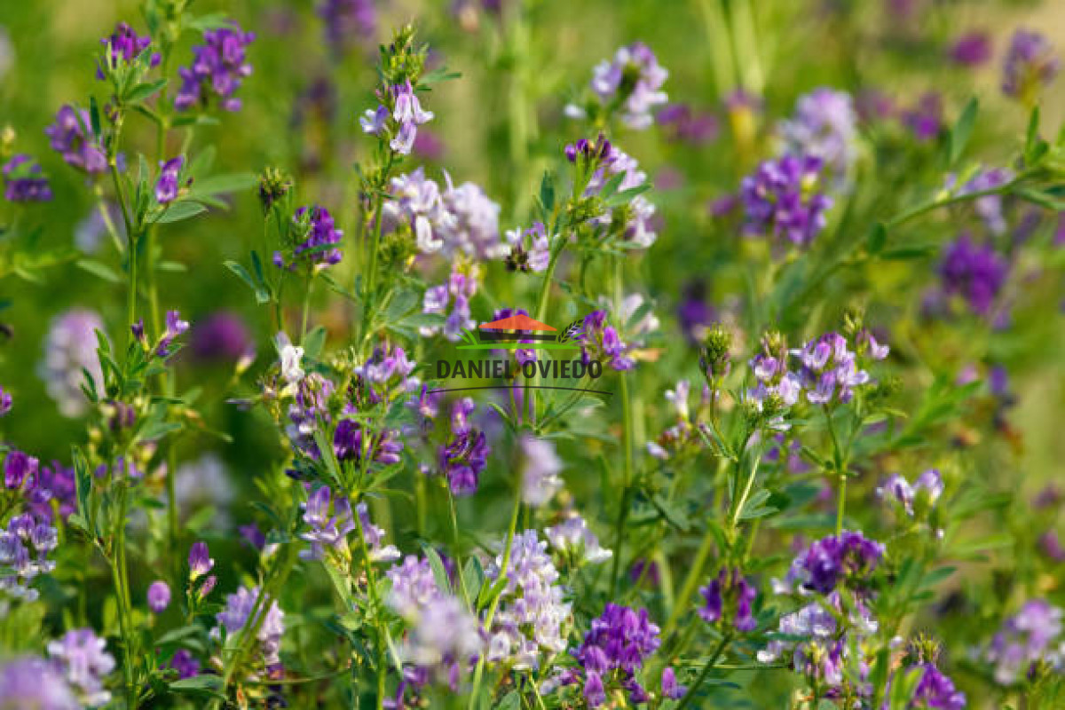 Chacra ID.353/Gran-oportunidad-chacra-en-venta-pr - Gran oportunidad chacra en venta próxima Pan de Azucar y ruta 9.