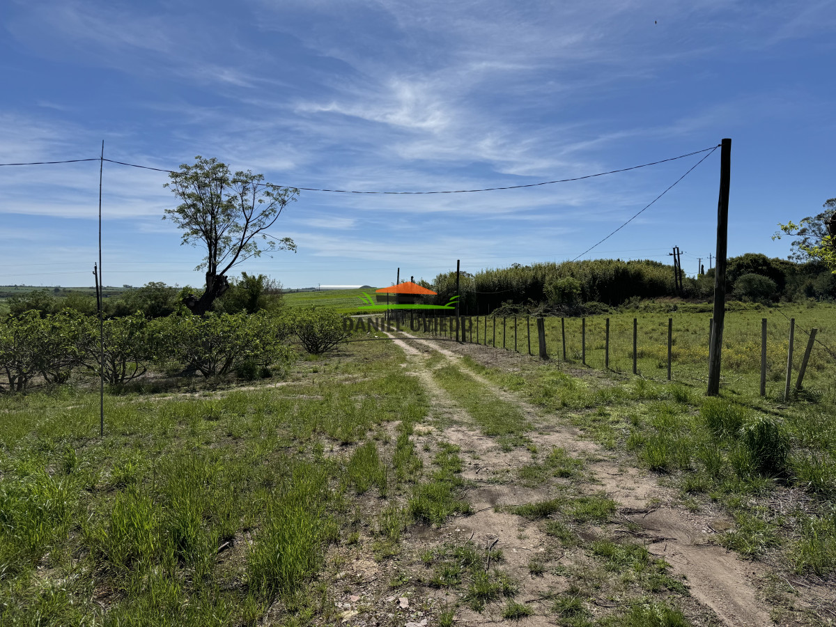 Chacra ID.272/Chacra-de-1,3-Has-con-plantación-de-higueras---Cerca-de-Nueva-Helvecia - Chacra de 1,3 Has con plantación de higueras - Cerca de Nueva Helvecia