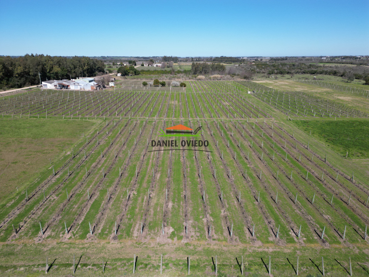 Chacra ID.255/Excelente-oportunidad-antigua-Bodega-y-viñedos-en-venta-en-Carmelo. - Excelente oportunidad antigua Bodega y viñedos en venta en Carmelo.