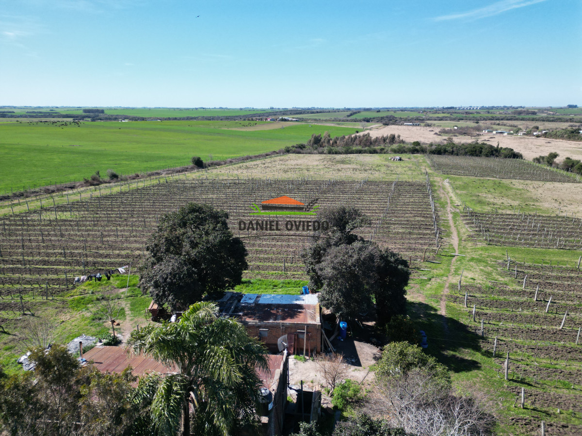 Chacra ID.139 - Excelente chacra en venta en Carmelo, con viñedos y casa antigua.