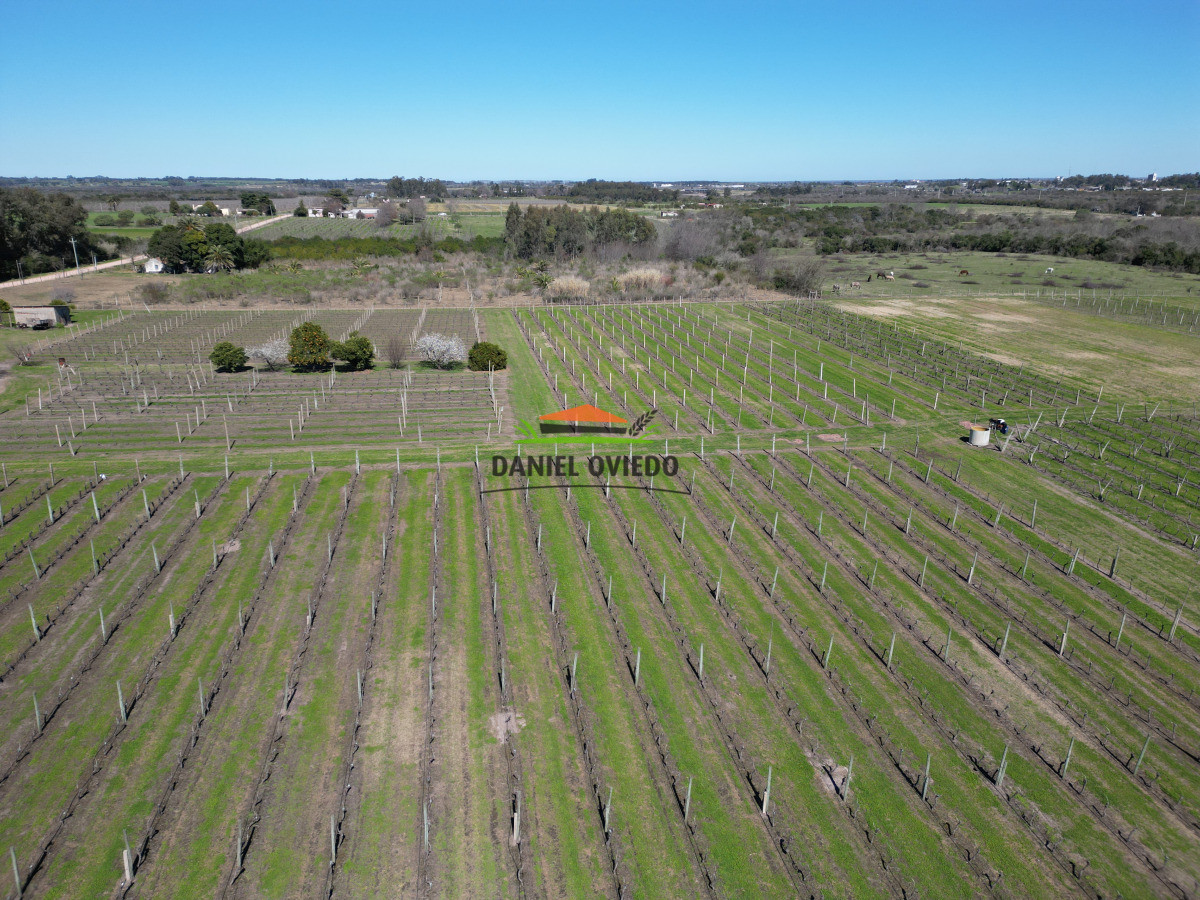 Chacra ID.255/Excelente-oportunidad-antigua-Bodega-y-viñedos-en-venta-en-Carmelo. - Excelente oportunidad antigua Bodega y viñedos en venta en Carmelo.