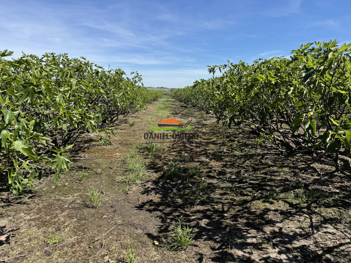 Chacra ID.272/Chacra-de-1,3-Has-con-plantación-de-higueras---Cerca-de-Nueva-Helvecia - Chacra de 1,3 Has con plantación de higueras - Cerca de Nueva Helvecia