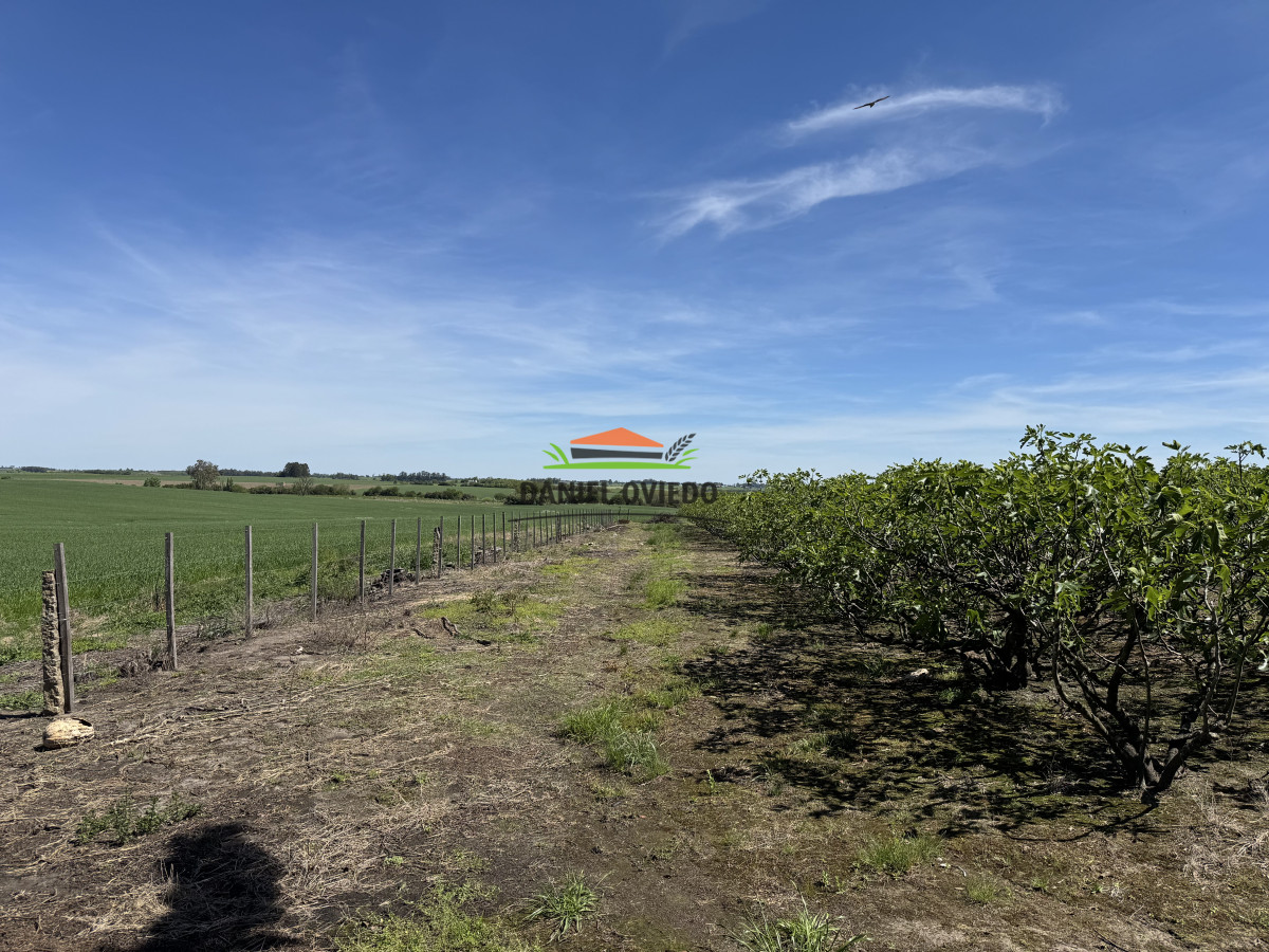 Chacra ID.272/Chacra-de-1,3-Has-con-plantación-de-higueras---Cerca-de-Nueva-Helvecia - Chacra de 1,3 Has con plantación de higueras - Cerca de Nueva Helvecia