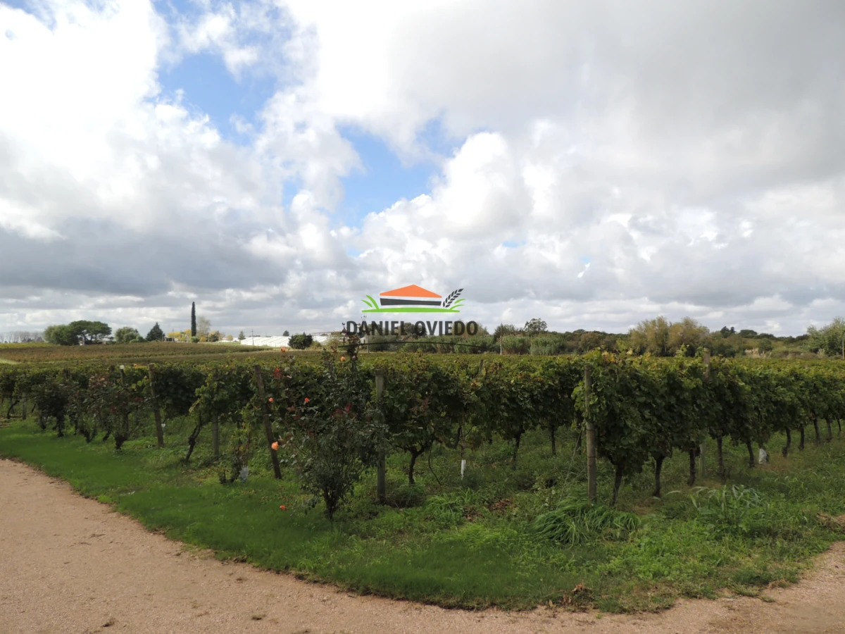 Chacra ID.425/Venta--de-Bodega,-Vi - Venta  de Bodega, Viñedo 11 Has y casas, en Toledo Chico.