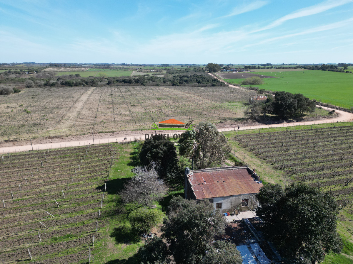 Chacra ID.139 - Excelente chacra en venta en Carmelo, con viñedos y casa antigua.