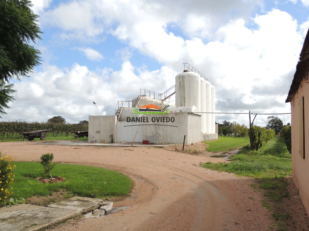 Chacra ID.425/Venta--de-Bodega,-Vi - Venta  de Bodega, Viñedo 11 Has y casas, en Toledo Chico.
