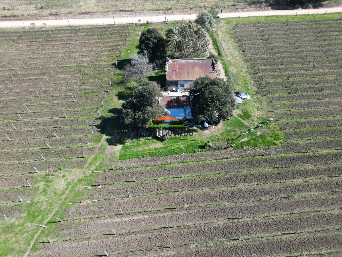 Chacra ID.139 - Excelente chacra en venta en Carmelo, con viñedos y casa antigua.