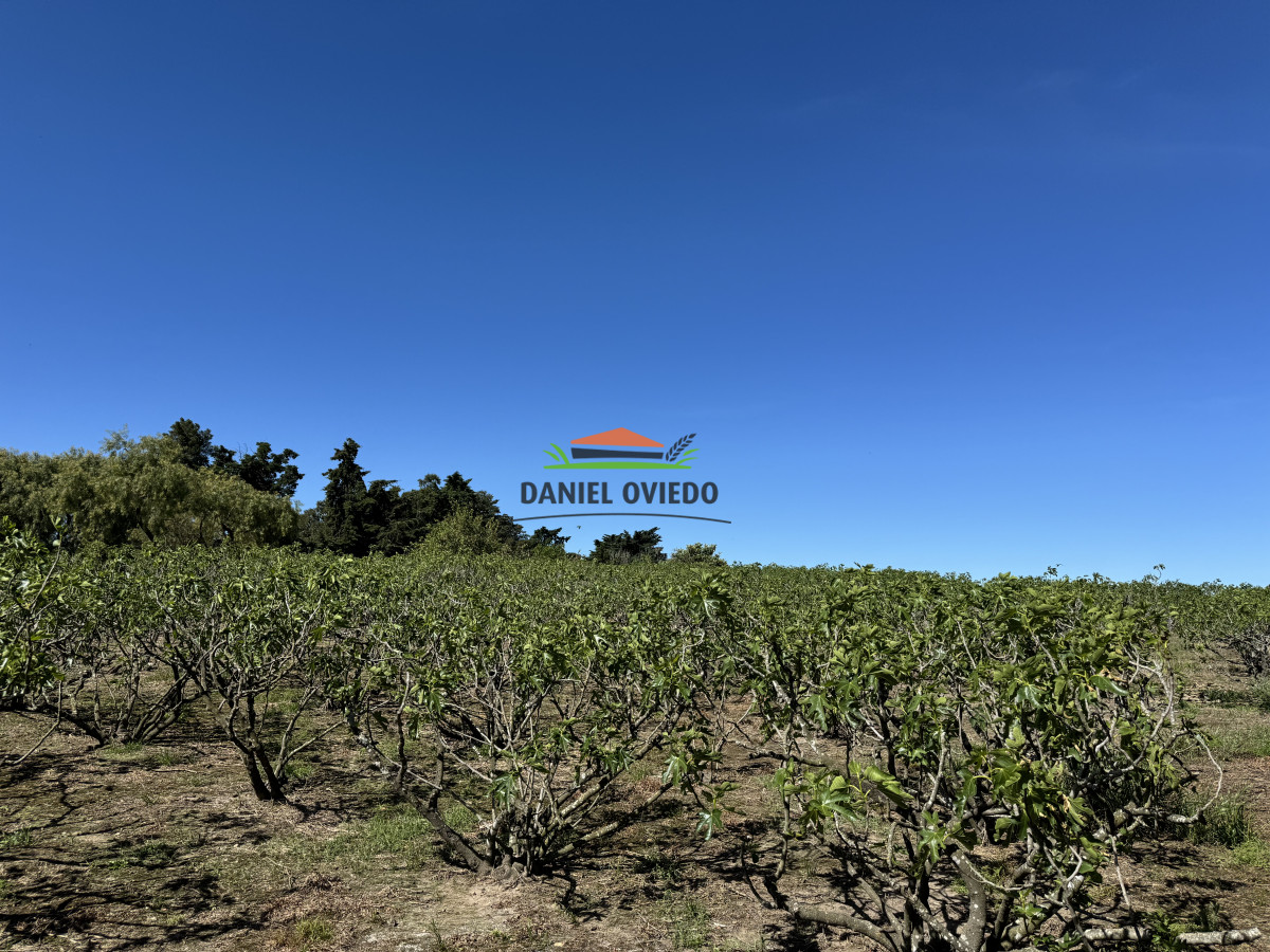 Chacra ID.272/Chacra-de-1,3-Has-con-plantación-de-higueras---Cerca-de-Nueva-Helvecia - Chacra de 1,3 Has con plantación de higueras - Cerca de Nueva Helvecia