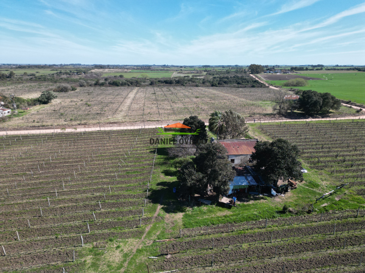 Chacra ID.139 - Excelente chacra en venta en Carmelo, con viñedos y casa antigua.