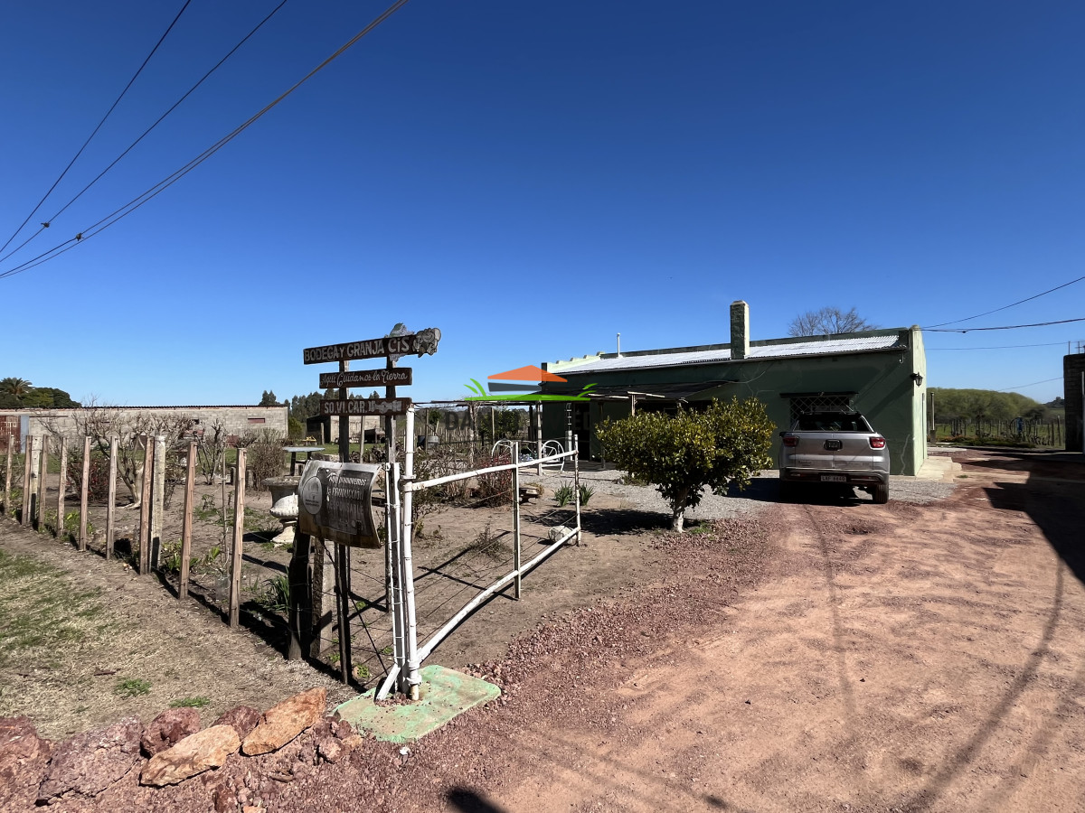Chacra ID.255/Excelente-oportunidad-antigua-Bodega-y-viñedos-en-venta-en-Carmelo. - Excelente oportunidad antigua Bodega y viñedos en venta en Carmelo.