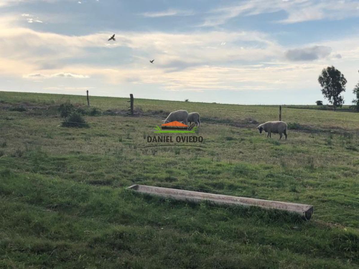 Chacra ID.107 - Chacra de 7.3 hás en venta con 2 casas independientes y cantera.