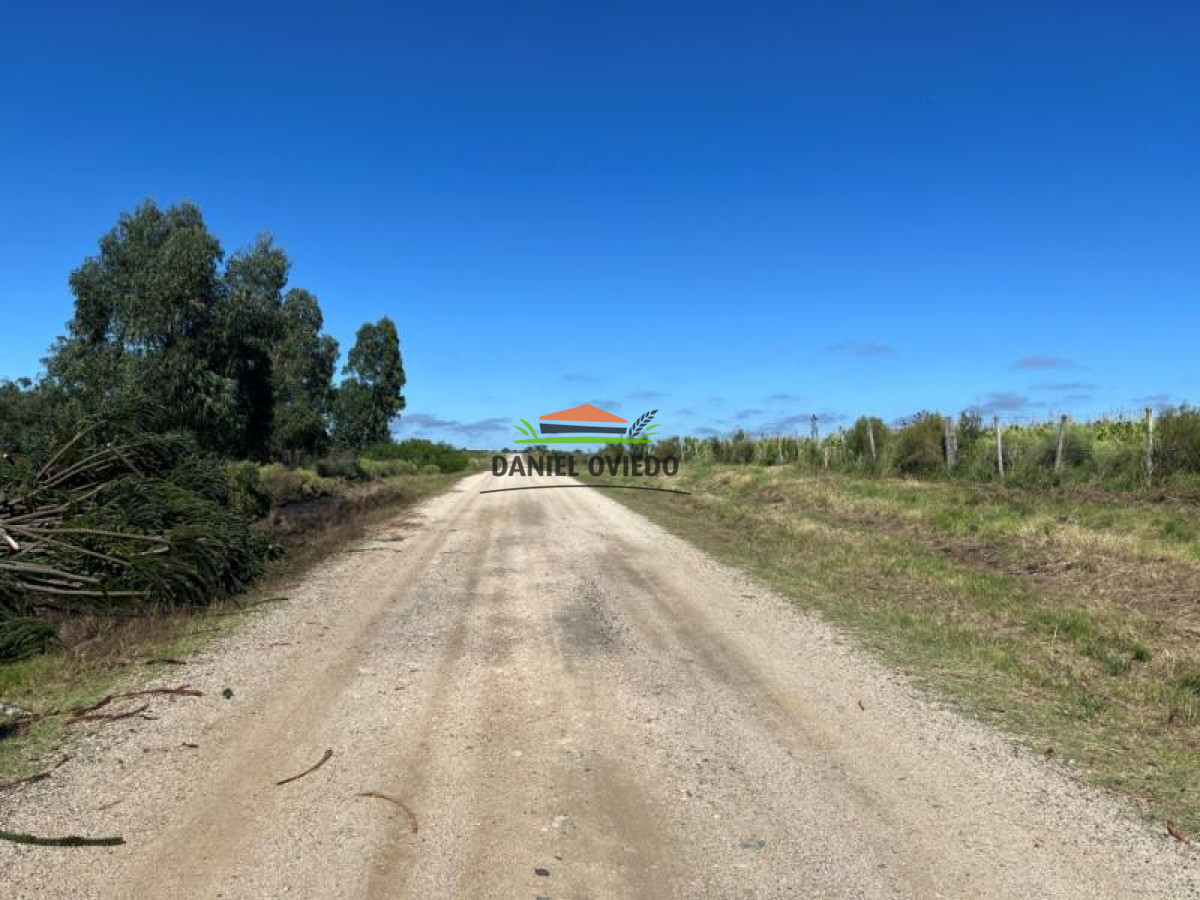 Chacra ID.49 - Muy buena ubicación chacra en venta en una de las mejores zonas de Nueva Helvecia.