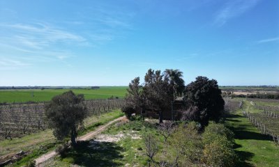 Excelente chacra en venta en Carmelo, con viñedos y casa antigua.