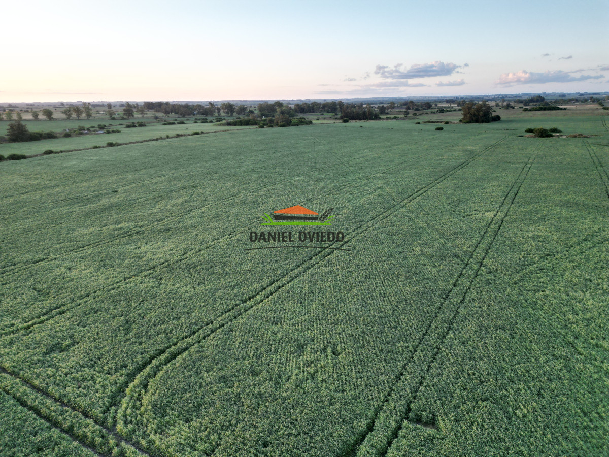 Campo Ref.191 - Oportunidad de inversión, campo agrícola en venta en Lavalleja.