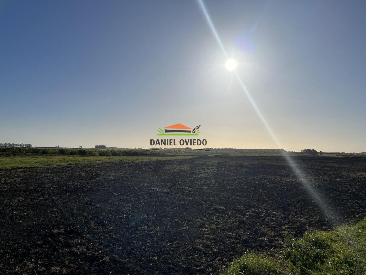 Campo Ref.17 - Campo agrícola - ganadero de 143 hás en venta, Conchillas.