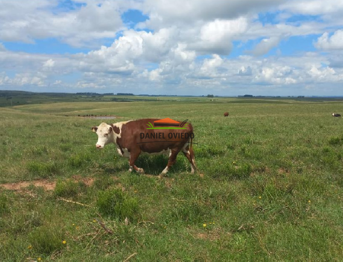 Campo Ref.145 - Establecimiento de 3.000 hás en venta en Cerro Largo.