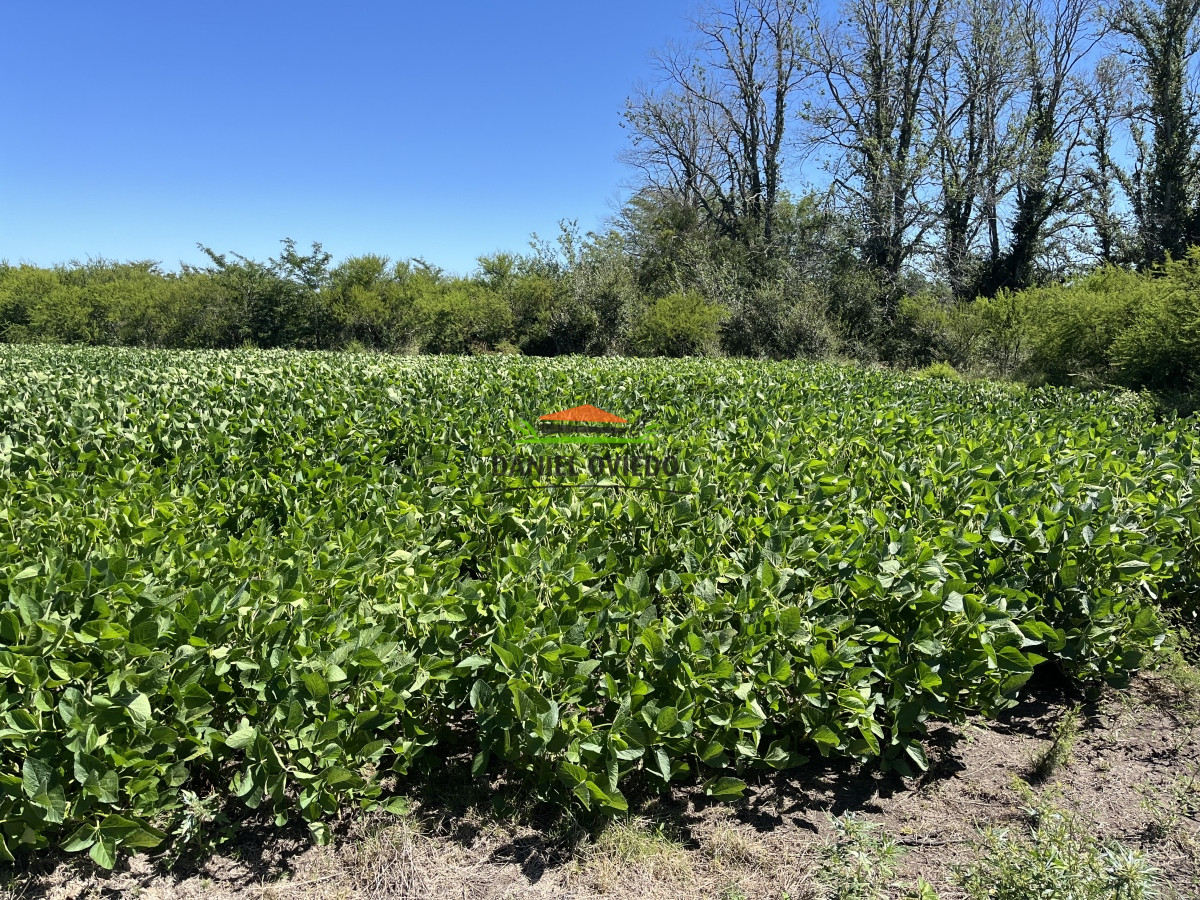 Campo Ref.17 - Campo agrícola - ganadero de 143 hás en venta, Conchillas.