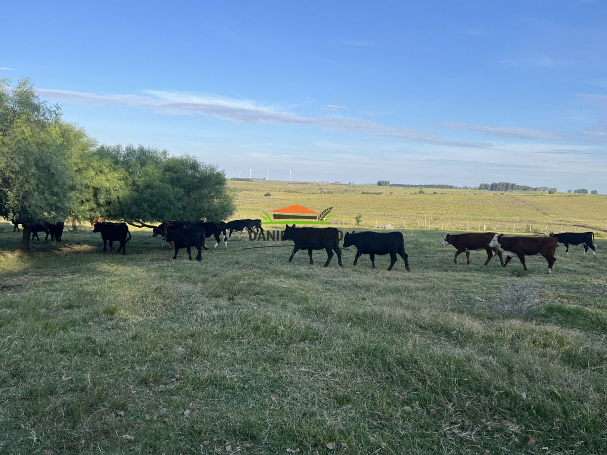 Campo Ref.201 - Establecimiento completo de 400 hás en venta en Flores.