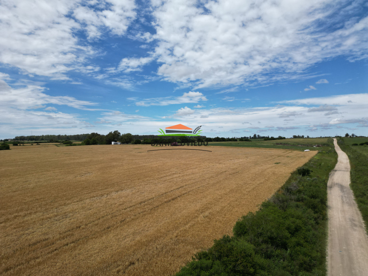 Campo Ref.144/Campo-agr - Campo agrícola - ganadero de 36 hás en venta, Ecilda Paullier