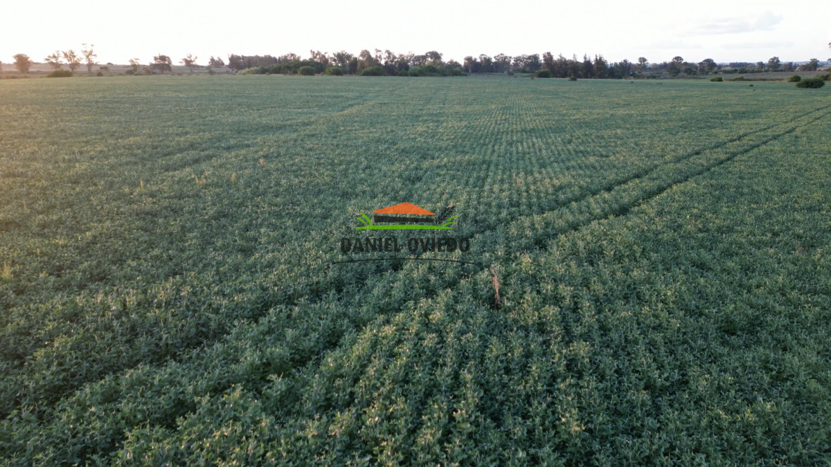 Campo Ref.191 - Oportunidad de inversión, campo agrícola en venta en Lavalleja.