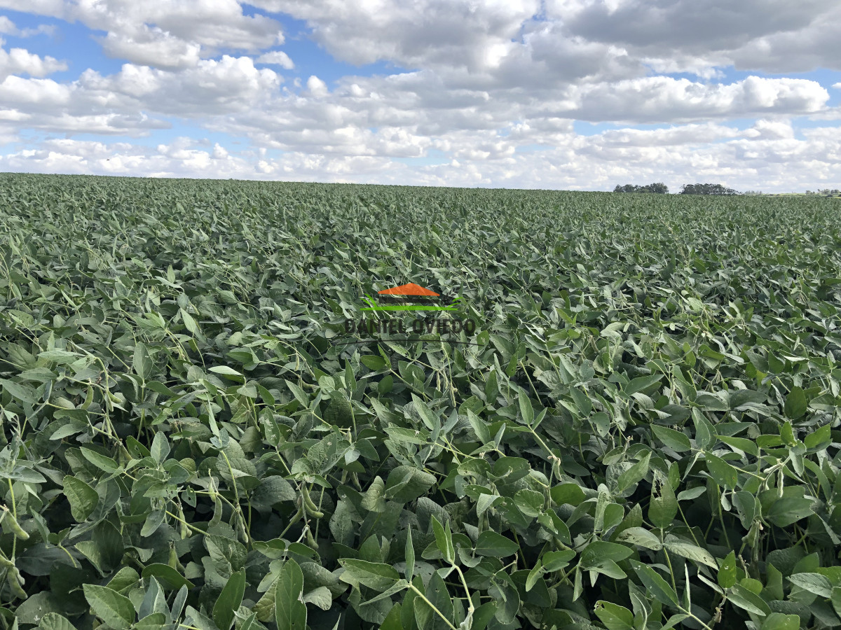 Campo Ref.191 - Oportunidad de inversión, campo agrícola en venta en Lavalleja.