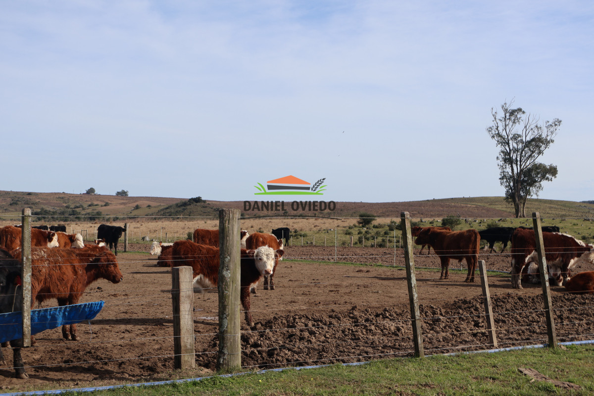 Campo Ref.213 - La Estancia La Alegría, 470 has en venta en Cerro Largo.