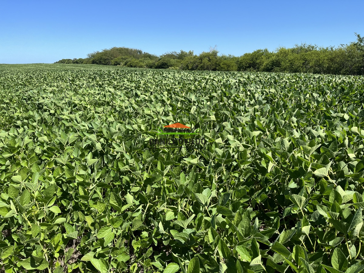 Campo Ref.17 - Campo agrícola - ganadero de 143 hás en venta, Conchillas.