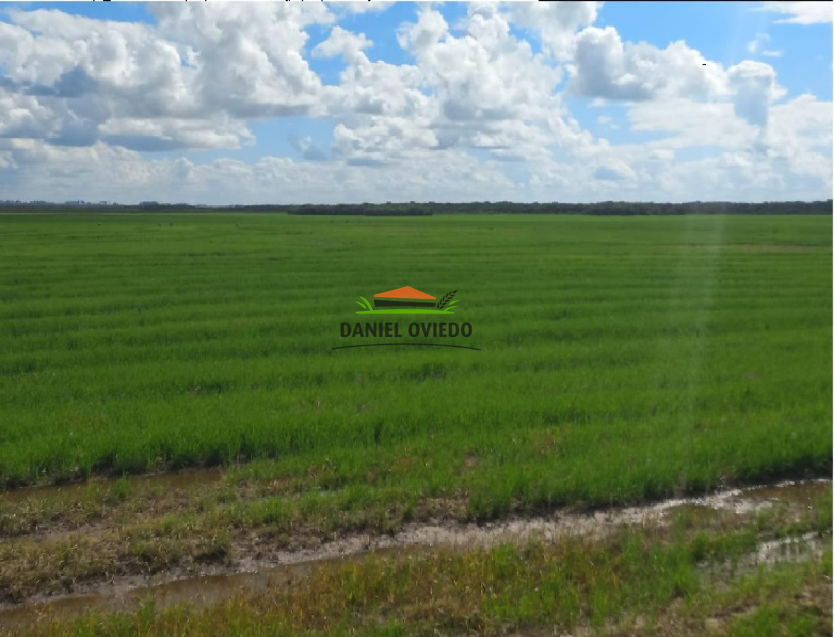 Campo Ref.145 - Establecimiento de 3.000 hás en venta en Cerro Largo.