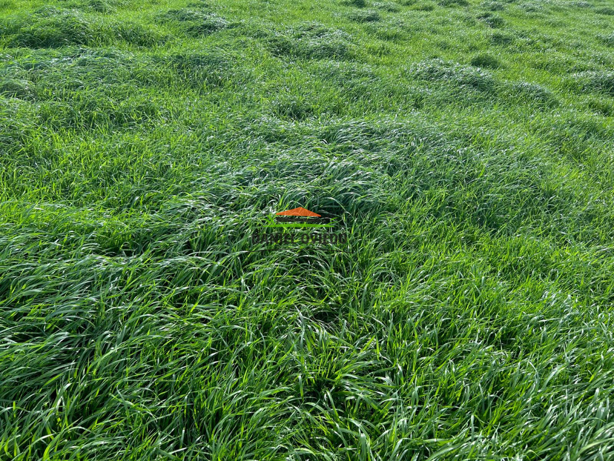 Campo Ref.213 - La Estancia La Alegría, 470 has en venta en Cerro Largo.